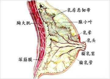 女人患上乳腺增生症危害有哪些?