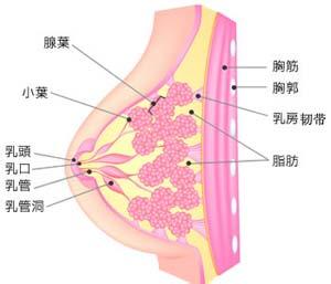成都棕南乳腺医院